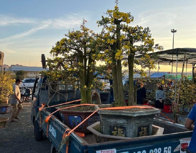 Xe tải thùng lửng chở cây cảnh